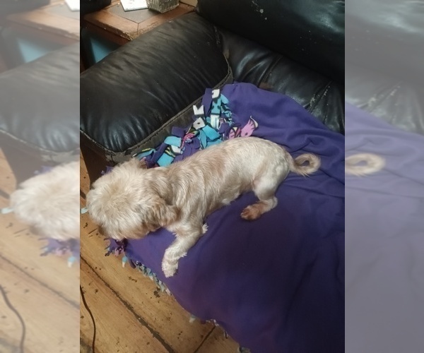 Medium Photo #3 Yorkshire Terrier Puppy For Sale in JOHNSTOWN, PA, USA