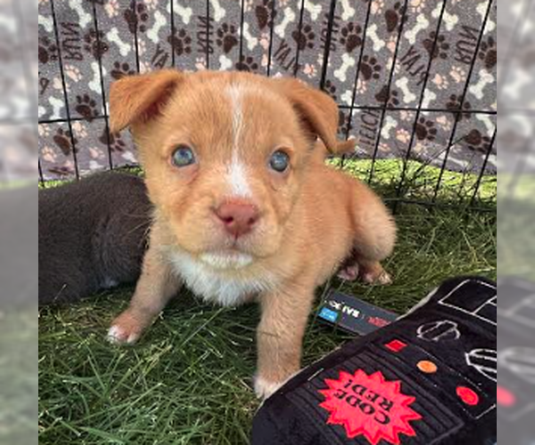 Medium Photo #2 Mutt Puppy For Sale in Plainfield, IL, USA