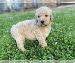 Small Photo #8 Labradoodle Puppy For Sale in CANON, GA, USA