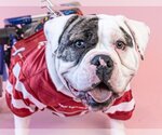 Small #12 American Staffordshire Terrier-Bulldog Mix