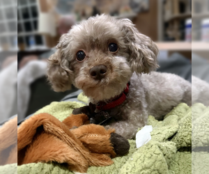Poodle (Toy) Dogs for adoption in Arlington, VA, USA