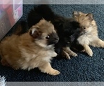 Small Photo #27 Pomeranian Puppy For Sale in GOSHEN, NY, USA