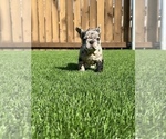 Small Photo #9 French Bulldog Puppy For Sale in SAN DIEGO, CA, USA