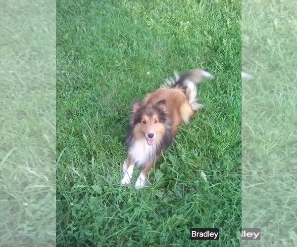 Medium Photo #1 Mutt Puppy For Sale in Dublin, OH, USA