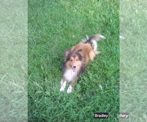 Mutt Dogs for adoption in Dublin, OH, USA