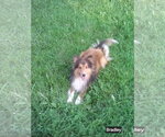 Small Mutt