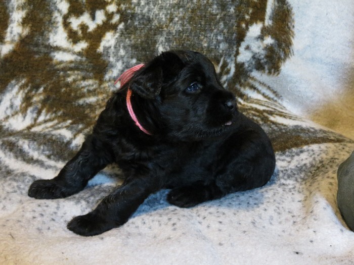 Medium Photo #1 Black Russian Terrier Puppy For Sale in Merrickville, Ontario, Canada