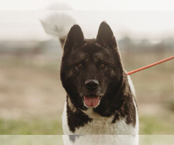 Medium Photo #1 Akita Puppy For Sale in Pottstown, PA, USA