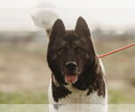 Small Akita