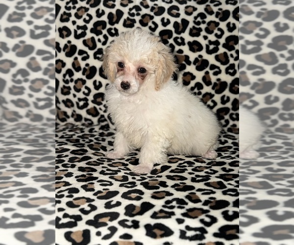 Medium Photo #4 Poodle (Toy) Puppy For Sale in DETROIT, MI, USA