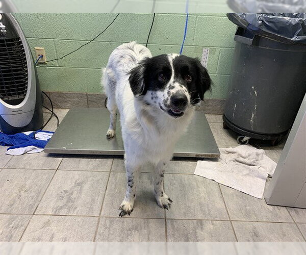Medium Photo #1 Border Collie-Unknown Mix Puppy For Sale in Grand Prairie, TX, USA