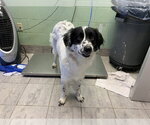 Small Border Collie Mix