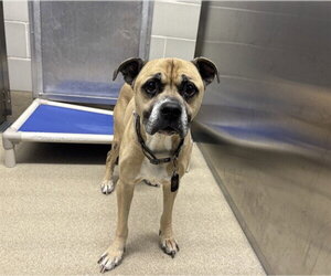 Boxer-Unknown Mix Dogs for adoption in Grand Prairie, TX, USA