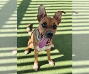 Mutt Dogs for adoption in Boston, MA, USA