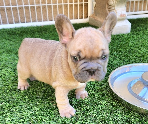 Medium Photo #4 French Bulldog Puppy For Sale in LAS VEGAS, NV, USA