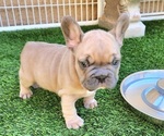 Small #3 French Bulldog