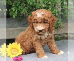 Small Photo #3 Goldendoodle-Poodle (Miniature) Mix Puppy For Sale in EAST EARL, PA, USA
