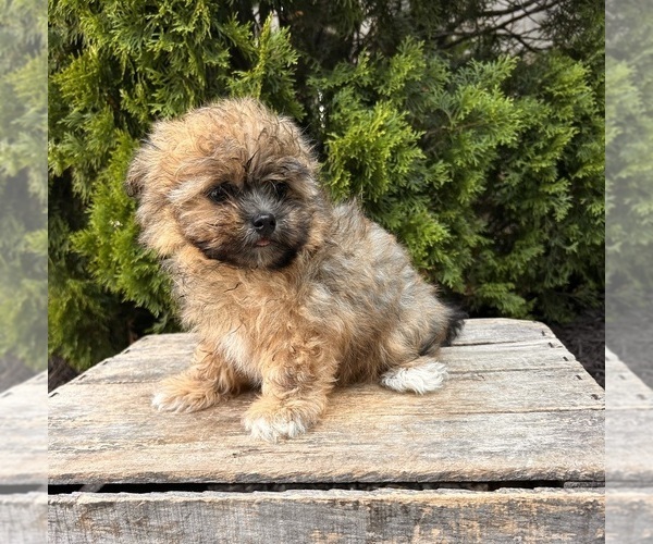 Medium Photo #4 Shiranian Puppy For Sale in MIDDLEBURY, IN, USA