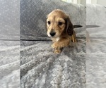 Small #17 Dachshund