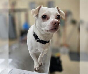 Chihuahua Dogs for adoption in Center Township, PA, USA