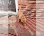 Small Photo #11 Labrador Retriever Puppy For Sale in BUFFALO, NY, USA