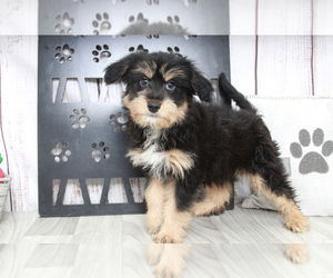 Aussie-Poo Puppy for sale in MARIETTA, GA, USA