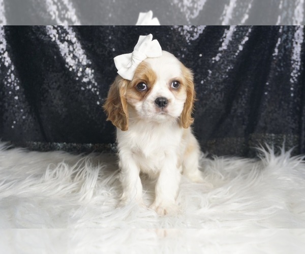 Medium Photo #114 Cavalier King Charles Spaniel Puppy For Sale in WARSAW, IN, USA