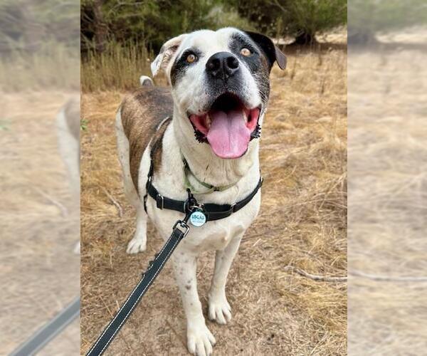 Medium Photo #2 Saint Bernard-Unknown Mix Puppy For Sale in Santa Barbara, CA, USA