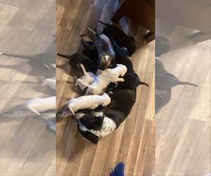 Puppy for sale in DES PLAINES, IL, USA