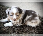 Small Photo #7 Miniature Australian Shepherd Puppy For Sale in HOWE, OK, USA