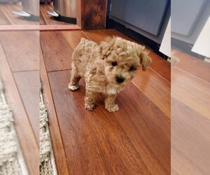 Poodle (Toy) Puppy for sale in OLATHE, KS, USA