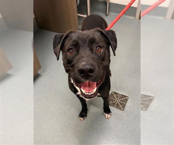 Medium Photo #1 Labrador Retriever Puppy For Sale in Baytown, TX, USA