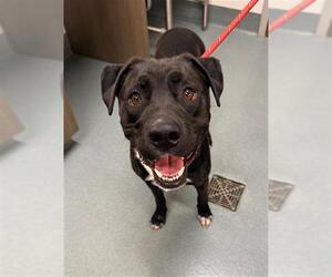 Labrador Retriever Dogs for adoption in Baytown, TX, USA