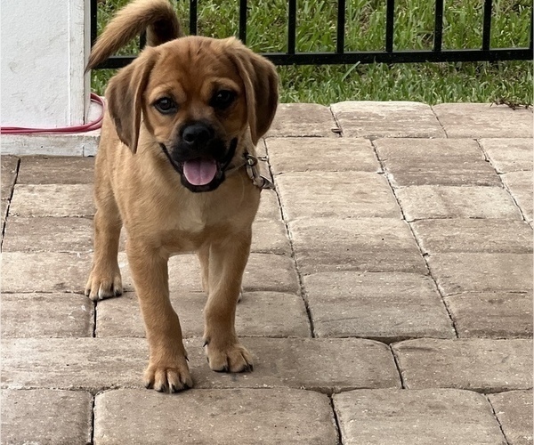 Medium Photo #1 Puggle Puppy For Sale in JACKSONVILLE, FL, USA