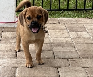 Puggle Puppy for sale in JACKSONVILLE, FL, USA