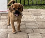 Small Photo #1 Puggle Puppy For Sale in JACKSONVILLE, FL, USA