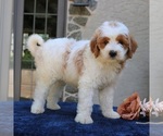Small Goldendoodle