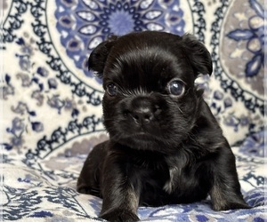 French Bulldog Puppy for sale in NEWTON, NJ, USA