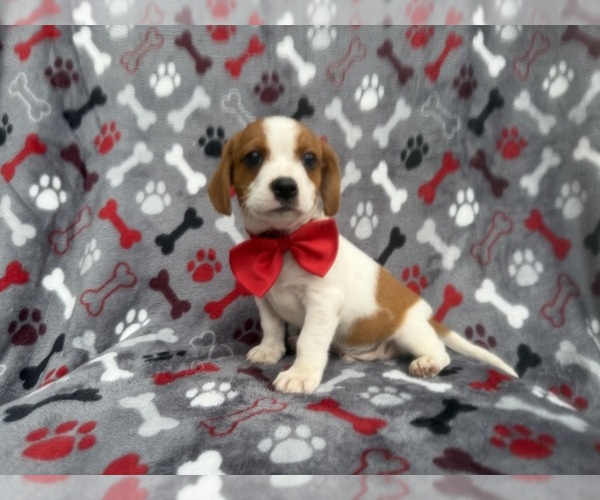 Medium Photo #12 Cavalier King Charles Spaniel-Jack Russell Terrier Mix Puppy For Sale in LAKELAND, FL, USA