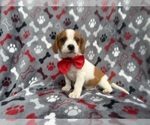 Small #11 Cavalier King Charles Spaniel-Jack Russell Terrier Mix