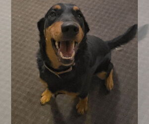 Rottweiler-Unknown Mix Dogs for adoption in Brooklyn Center, MN, USA