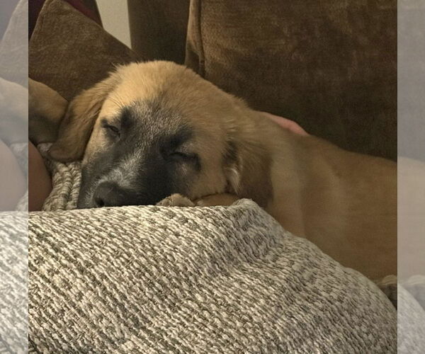 Medium Photo #7 Great Pyrenees-Unknown Mix Puppy For Sale in Wheaton, IL, USA