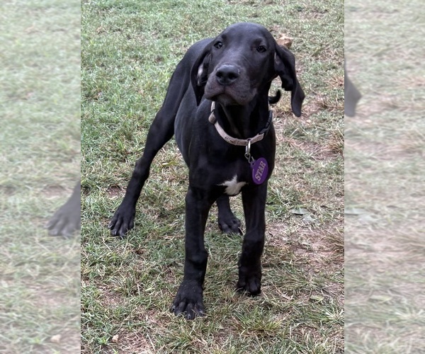 Medium Photo #10 Great Dane Puppy For Sale in CLANTON, AL, USA