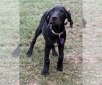 Litter of 12 - Male(s) and Female(s) Great DaneLitter of Puppies for Sale - Photo #10