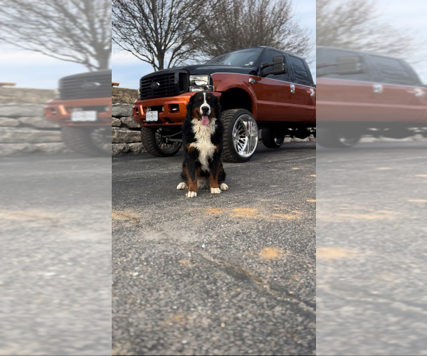 Medium Photo #1 Bernese Mountain Dog Puppy For Sale in BRANSON, MO, USA