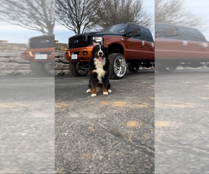 Father of the Bernese Mountain Dog puppies born on 04/12/2026
