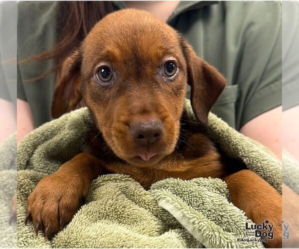 Medium Photo #3 Labrador Retriever-Unknown Mix Puppy For Sale in Washington, DC, USA