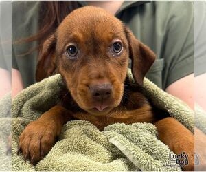 Emory - Female Labrador Retriever-Unknown Mix Dog for Adoption - Photo #3