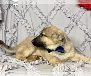 Australian Shepherd-German Shepherd Dog Mix Puppy for sale in LANCASTER, PA, USA