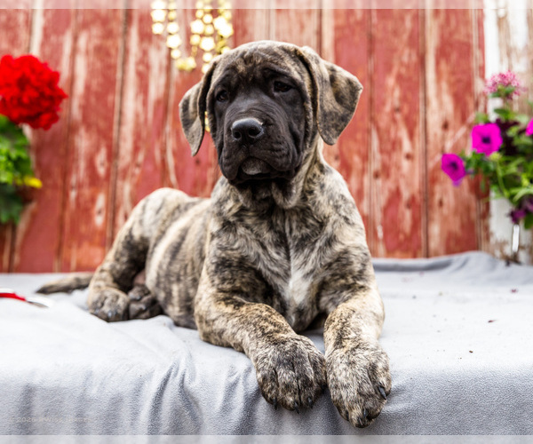 Medium Photo #10 Mastiff Puppy For Sale in WAKARUSA, IN, USA